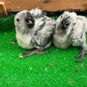 Vögel papageien kaufen