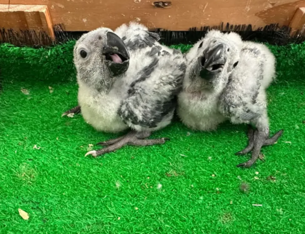 Vögel papageien kaufen