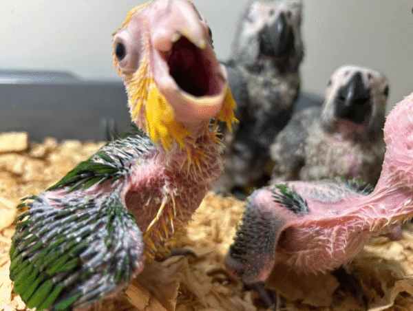 1 Monat alter männlicher Weißkopf-Caique (Weißkopf-Kaiken) zu verkaufen – Bild 2