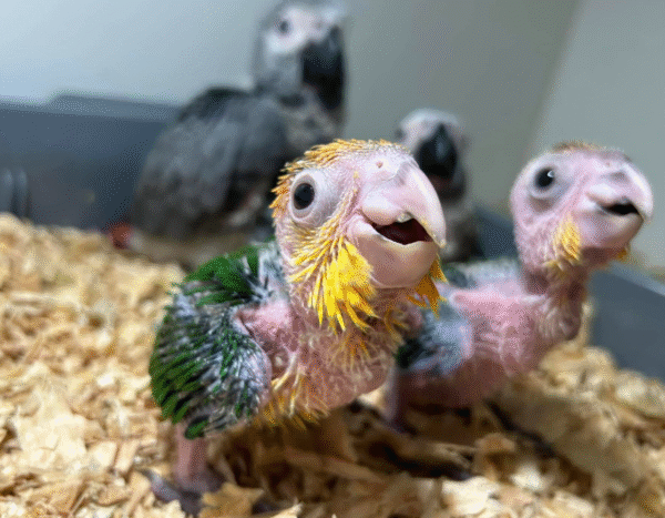 1 Monat alter männlicher Weißkopf-Caique (Weißkopf-Kaiken) zu verkaufen