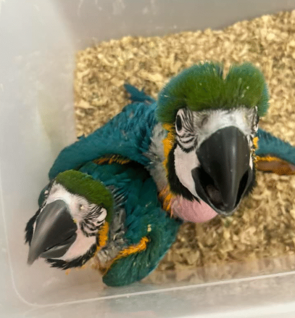 💙💛 Blau-Gelb-Ara (Blue and Gold Macaw) – 2 Monate alt – Handzahm & Menschenbezogen 🦜 – Bild 3