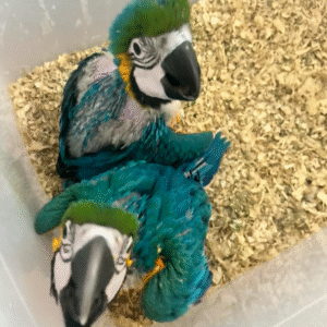 💙💛 Blau-Gelb-Ara (Blue and Gold Macaw) – 2 Monate alt – Handzahm & Menschenbezogen 🦜