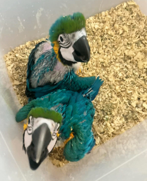💙💛 Blau-Gelb-Ara (Blue and Gold Macaw) – 2 Monate alt – Handzahm & Menschenbezogen 🦜