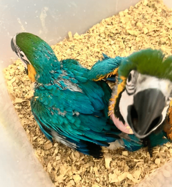 💙💛 3 Monate alte weibliche Blau-Gelb-Ara (Blue and Gold Macaw) – Handzahm & liebevoll aufgezogen 🦜💖 – Bild 3