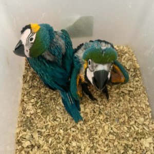 💙💛 3 Monate alte weibliche Blau-Gelb-Ara (Blue and Gold Macaw) – Handzahm & liebevoll aufgezogen 🦜💖