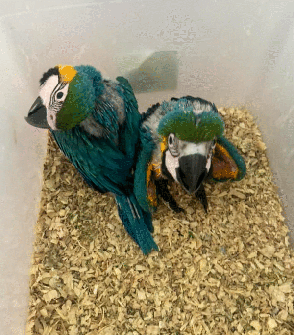 💙💛 3 Monate alte weibliche Blau-Gelb-Ara (Blue and Gold Macaw) – Handzahm & liebevoll aufgezogen 🦜💖