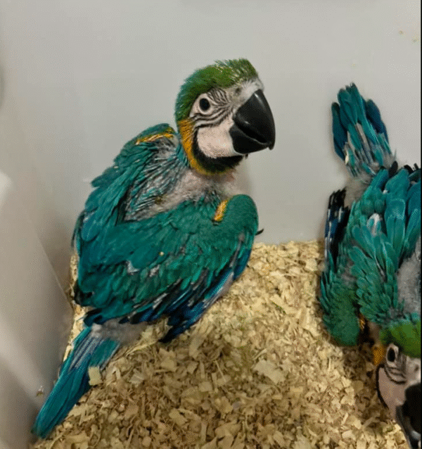 🦜🔥 Premium Zuchtmännchen Gelbbrustara – Genetische Elite für anspruchsvolle Zuchtprogramme 🔥🦜 – Bild 2