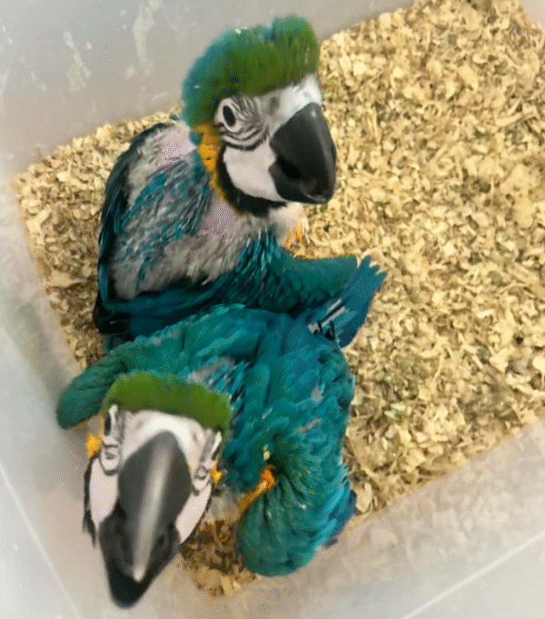 🦜🔥 Premium Zuchtmännchen Gelbbrustara – Genetische Elite für anspruchsvolle Zuchtprogramme 🔥🦜 – Bild 5
