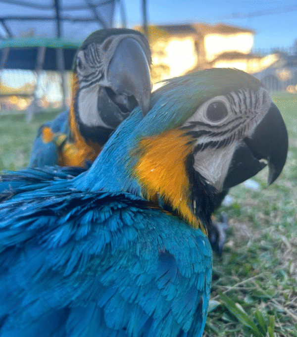 🦜💎 Premium Zuchtweibchen Gelbbrustara – Die perfekte Partnerin für Ihre Zucht 💎🦜 – Bild 2