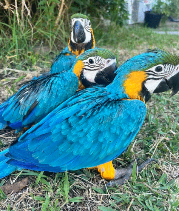 🦜✨ 1 MONAT ALTER GELBBRUSTARA – HANDAUFGEZOGEN, LIEBEVOLL & VOLLDOMESTIZIERT! ✨🦜 – Bild 3