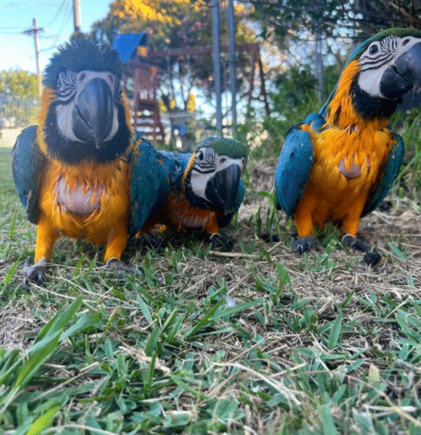 🦜✨ 1 MONAT ALTER GELBBRUSTARA – HANDAUFGEZOGEN, LIEBEVOLL & VOLLDOMESTIZIERT! ✨🦜 – Bild 4