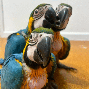 🦜✨ 1 MONAT ALTER GELBBRUSTARA – HANDAUFGEZOGEN, LIEBEVOLL & VOLLDOMESTIZIERT! ✨🦜