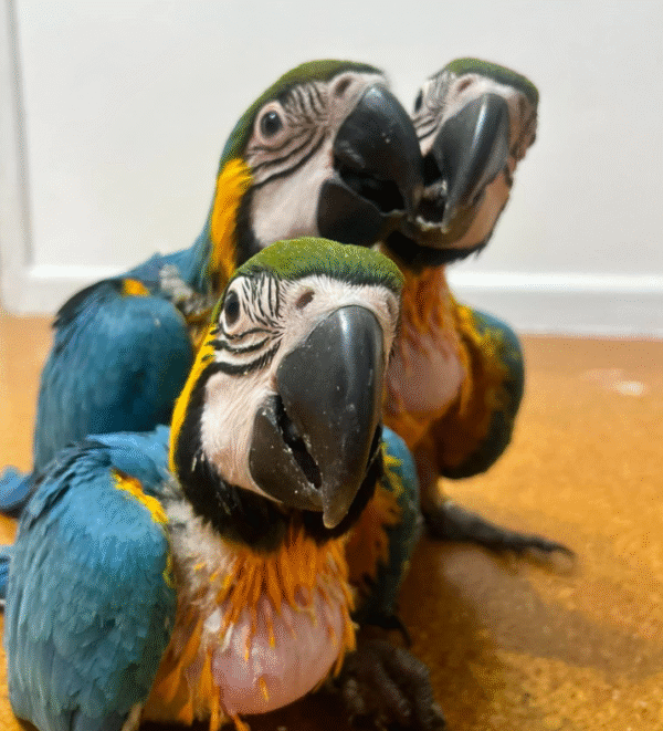 🦜✨ 1 MONAT ALTER GELBBRUSTARA – HANDAUFGEZOGEN, LIEBEVOLL & VOLLDOMESTIZIERT! ✨🦜