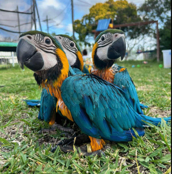 🦜🐥 3 MONATE ALTER GELBBRUSTARA – JUNG, LEBHAFT & VOLLDOMESTIZIERT! 🐥🦜 – Bild 3