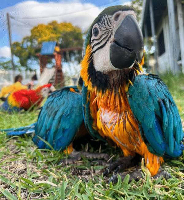 🦜🐥 3 MONATE ALTER GELBBRUSTARA – JUNG, LEBHAFT & VOLLDOMESTIZIERT! 🐥🦜 – Bild 4