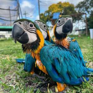 💙💛 2 Monate altes Zuchtpaar Blau-Gelb-Ara (Blue and Gold Macaw) – Handaufzucht & Zuchtbereit 🦜❤️🦜