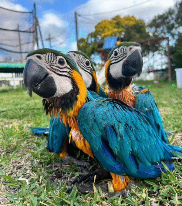 💙💛 2 Monate altes Zuchtpaar Blau-Gelb-Ara (Blue and Gold Macaw) – Handaufzucht & Zuchtbereit 🦜❤️🦜