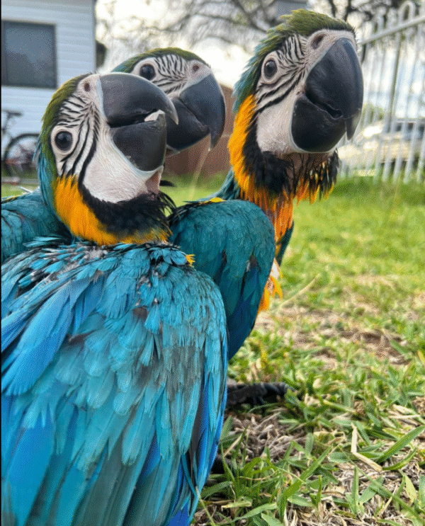 🦜🔥 Premium Zuchtmännchen Gelbbrustara – Genetische Elite für anspruchsvolle Zuchtprogramme 🔥🦜 – Bild 3