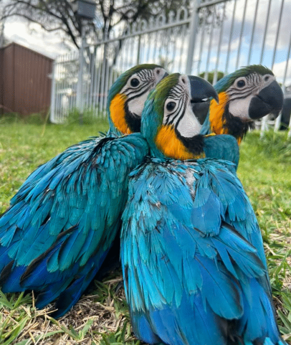 💙💛 2 Monate altes Zuchtpaar Blau-Gelb-Ara (Blue and Gold Macaw) – Männlich & Weiblich 🦜🦜 – Bild 2