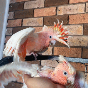 🕊️💞 Registriertes Zuchtpaar Major Mitchell Kakadus (Rosakakadus) – mit Papieren, Lizenz & Zuchterlaubnis – Jetzt verfügbar! 🦜👩‍🔬