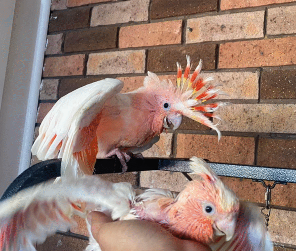 🦜✨ 6 Monate alter, vollständig domestizierter Major Mitchell Kakadu Papagei zu verkaufen – Handaufgezogen & mit allen Papieren 🕊️📜 – Bild 4