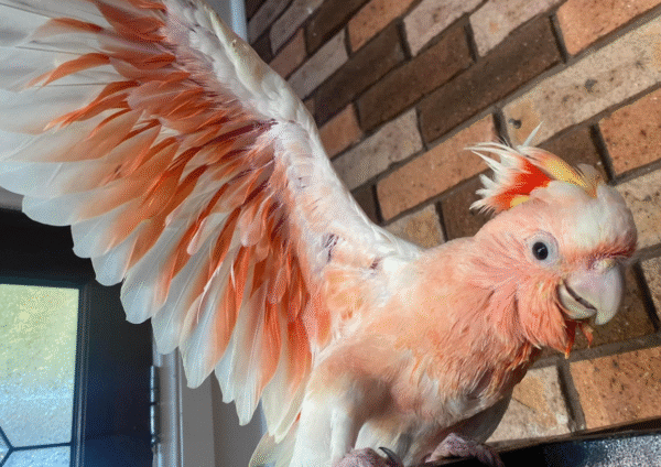 🦜✨ 6 Monate alter, vollständig domestizierter Major Mitchell Kakadu Papagei zu verkaufen – Handaufgezogen & mit allen Papieren 🕊️📜 – Bild 3