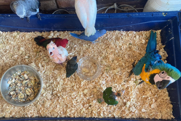 🦜 6 Monate alte weibliche Major Mitchell Kakadu (Rosakakadu) zu verkaufen – Handaufgezogen, zahm & mit allen offiziellen Papieren 💖 – Bild 3