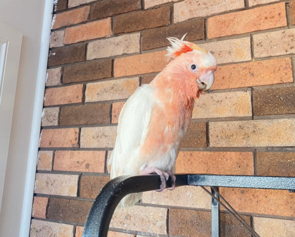 🦜 6 Monate alte weibliche Major Mitchell Kakadu (Rosakakadu) zu verkaufen – Handaufgezogen, zahm & mit allen offiziellen Papieren 💖