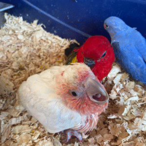 🌸🦜 3 Monate alte weibliche Major Mitchell Kakadu (Rosakakadu) zu verkaufen – Zahm, verspielt & bereit für ein liebevolles Zuhause! 💖🐾