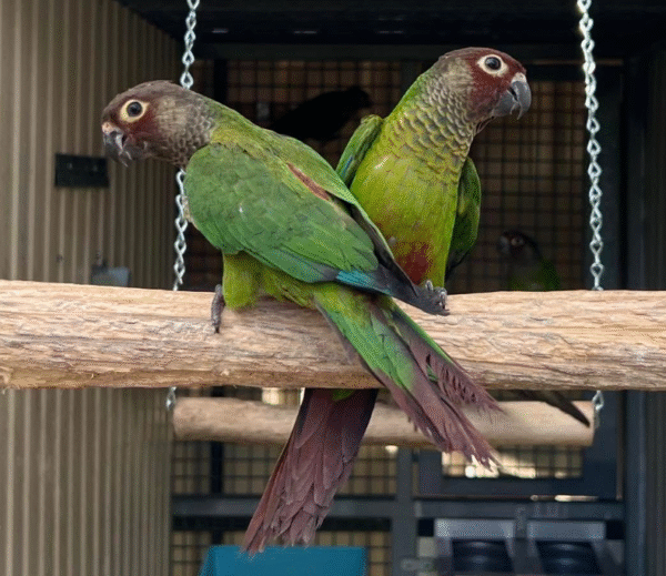 🦜 3 Monate alte Rosifrons Conures zu verkaufen – Handaufgezogen & vollständig sozialisiert 💖 – Bild 3