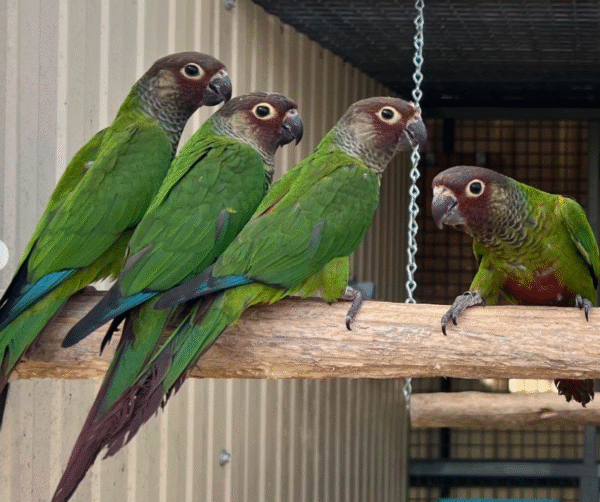 🦜 5 Monate altes registriertes Zuchtpaar Rosifrons Conure (männlich & weiblich) mit Lizenz zu verkaufen 🦜 – Bild 2