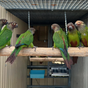 🦜 5 Monate alter männlicher Rosifrons Conure zu verkaufen – Handaufgezogen & vollständig sozialisiert 💙
