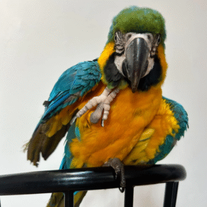 09 Monate alter Gelbbrustara – Weiblich, intelligent & lebhaft