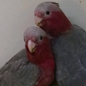 12 Monate alter Rose-Breasted Cockatoo (Rosa-Kakadu)