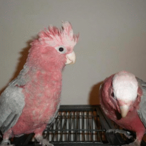 06 Monate alter Rose-Breasted Cockatoo (Rosa-Kakadu)